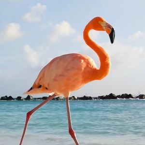 Meet your Posher, Mikayla